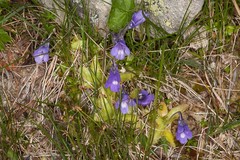 Pinguicula leptoceras
