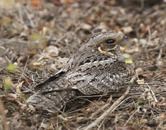 Caprimulgus madagascariensis