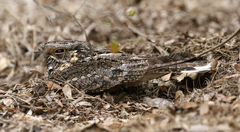 Caprimulgus madagascariensis