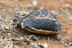 Pyxis arachnoides brygooi