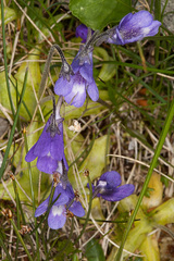 Pinguicula leptoceras