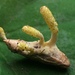 Cordyceps bifusispora - Photo (c) corndog, algunos derechos reservados (CC BY-NC), uploaded by corndog