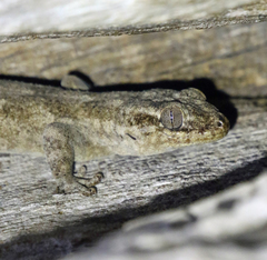 Blaesodactylus sakalava