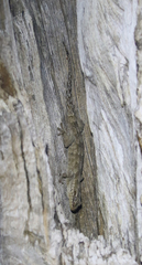 Blaesodactylus sakalava