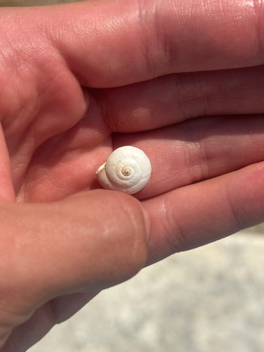 Theba pisana pisana