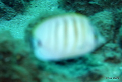 Chaetodon multicinctus
