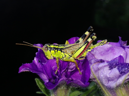 Lijepa irena (Miramella irena)