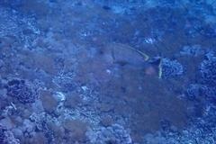 Lutjanus rivulatus