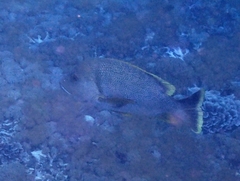 Lutjanus rivulatus