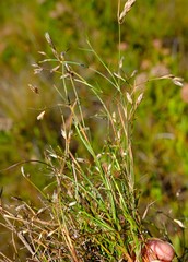 Anthochortus graminifolius