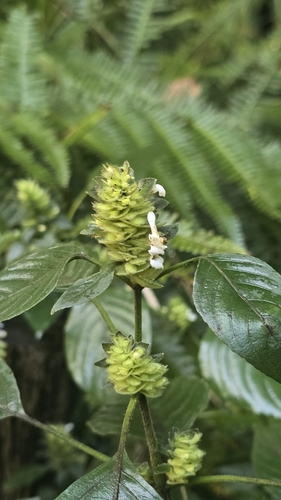 Papleaf (Phaulopsis imbricata)