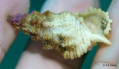 Cerithium columna observed 2019-10-17