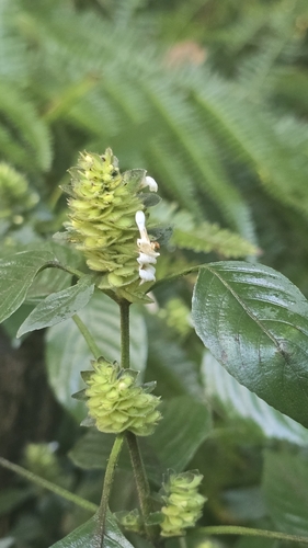 Phaulopsis imbricata, photograph 4