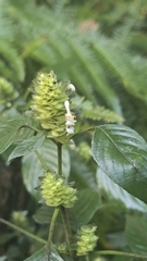 author not stated, no rights reserved Phaulopsis imbricata, photograph author not stated, no rights reserved