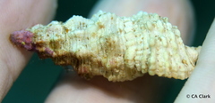 Cerithium columna