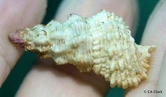 Cerithium columna