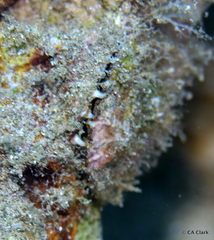 Pinctada margaritifera