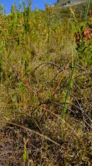 Anthochortus graminifolius