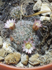 Mammillaria gilensis