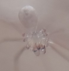 Micropholcus fauroti