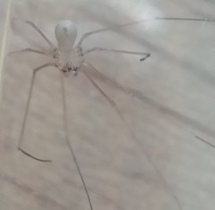 Micropholcus fauroti