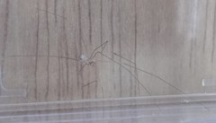 Micropholcus fauroti