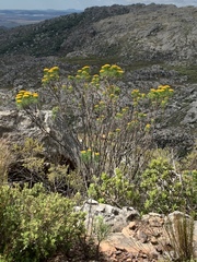 Hymenolepis