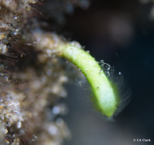 Neomeris annulata observed 2019-10-17