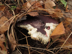 Russula atropurpurea