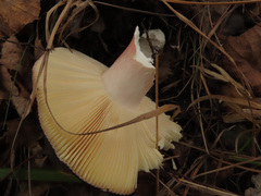 Russula atropurpurea