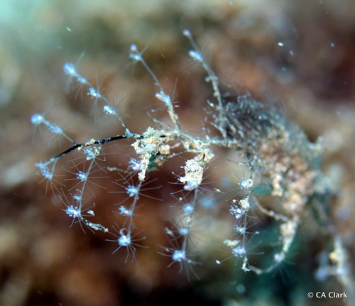 Christmas Tree Hydroid, photo 7 of 10