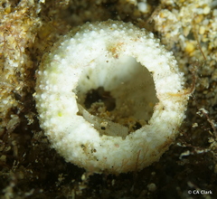 Echinozoa