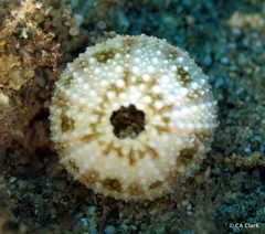 Echinozoa
