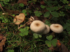 Clitocybe metachroa