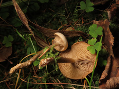 Clitocybe metachroa