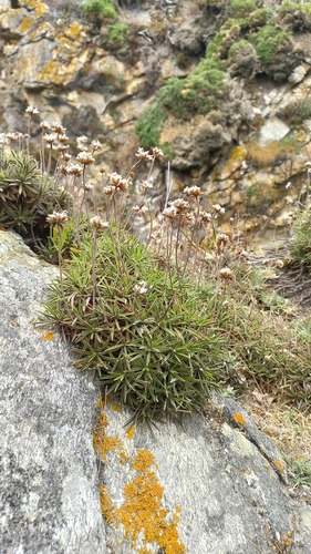 Armeria pubigera (Armeria pubigera)