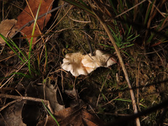 Clitopilus hobsonii