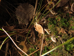 Clitopilus hobsonii