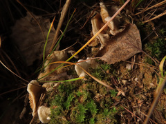 Clitopilus hobsonii