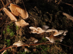 Clitopilus hobsonii