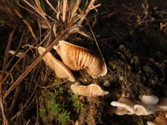 Clitopilus hobsonii