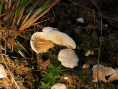 Clitopilus hobsonii