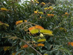 Combretum fruticosum