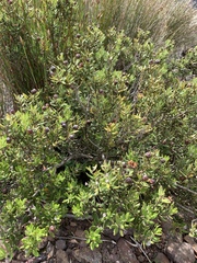 Leucadendron glaberrimum erubescens