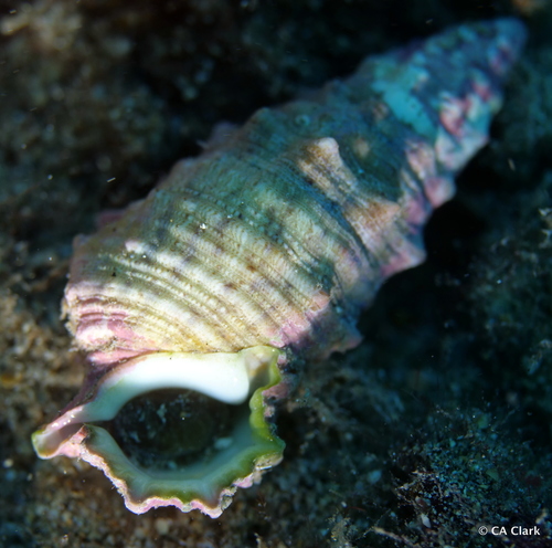 Cerithium echinatum observed 2019-10-17