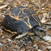 Northern Spider Tortoise - Photo (c) Robin Gwen Agarwal, some rights reserved (CC BY-NC), uploaded by Robin Gwen Agarwal