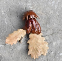 Andricus dentimitratus