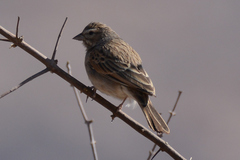 Emberiza impetuani