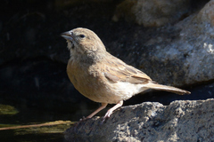 Emberiza impetuani