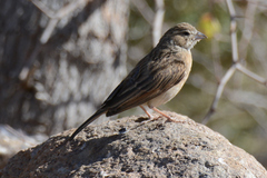 Emberiza impetuani
